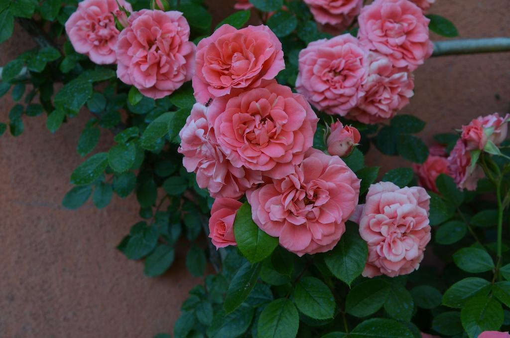 Agriturismo Al Podere Di Rosa Lucca Luaran gambar